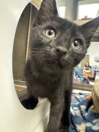 Luna - Photo 1