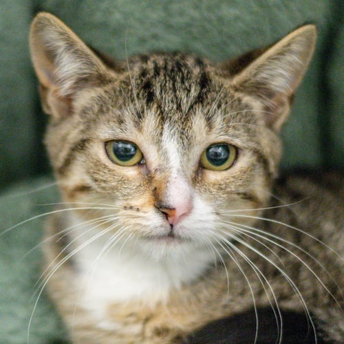 BAILEIGH - Domestic Short Hair available for adoption