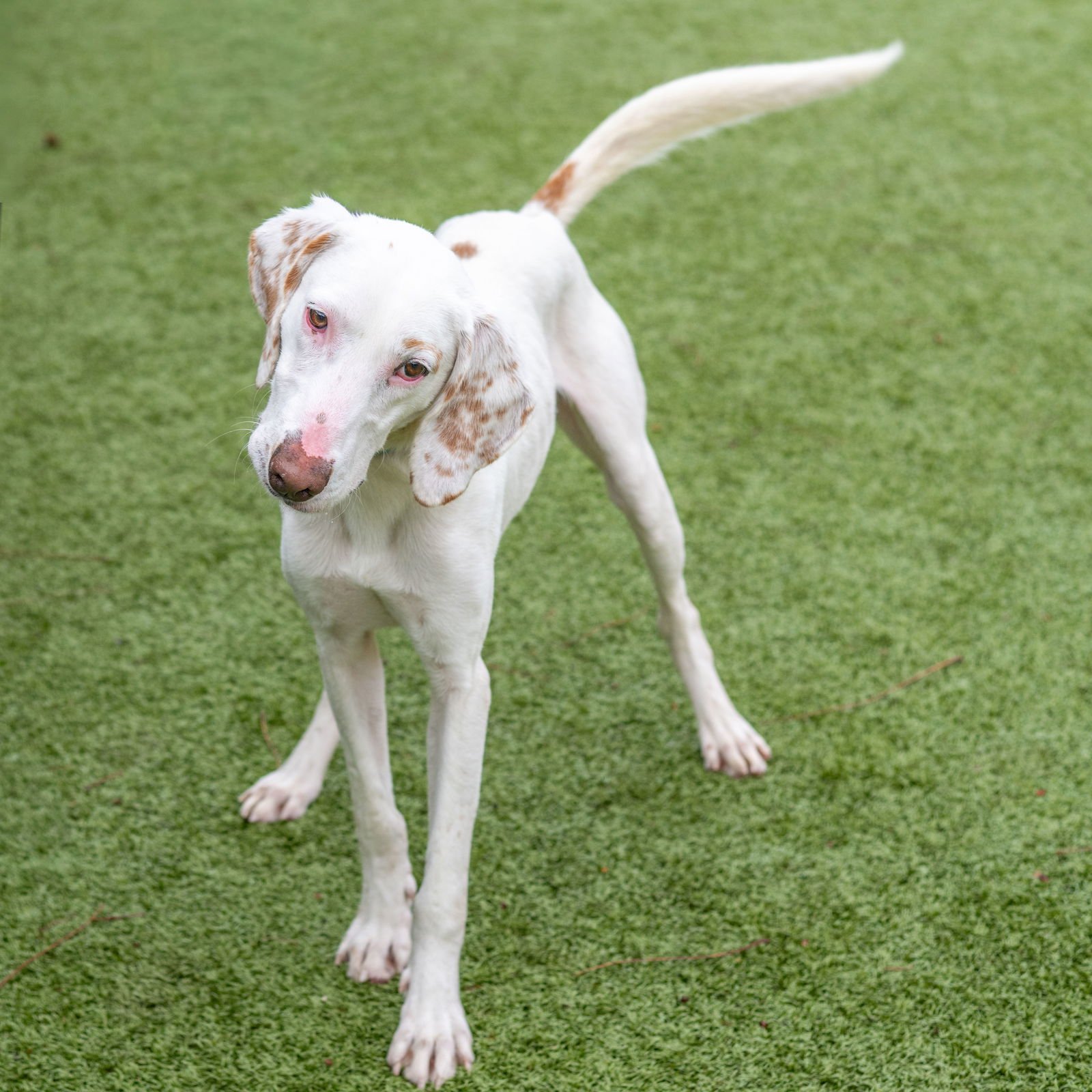 DINO - Hound available for adoption