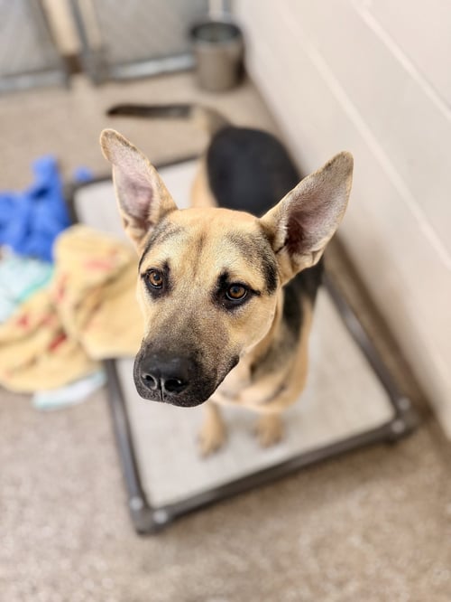MILO - Shepherd available for adoption
