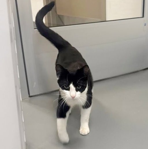 Purrcival Image