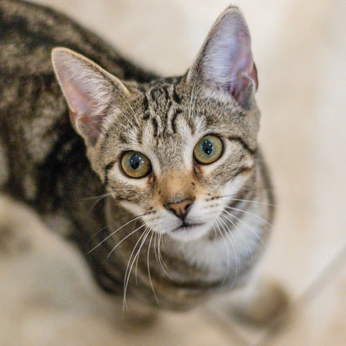 GOUDA - Domestic Short Hair available for adoption