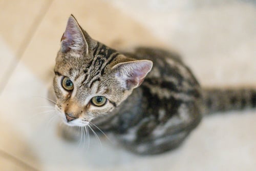 GOUDA - Domestic Short Hair available for adoption