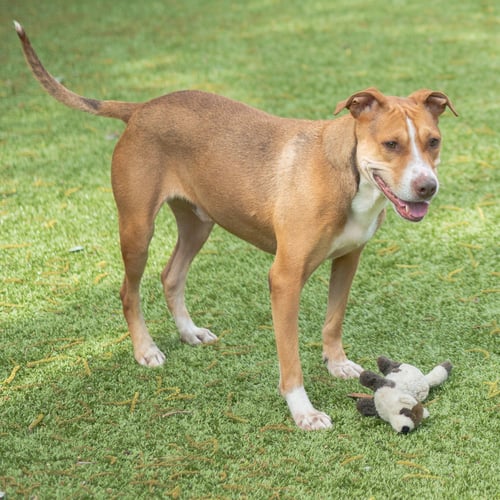 BRUNSWICK - Terrier available for adoption