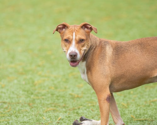BRUNSWICK - Terrier available for adoption