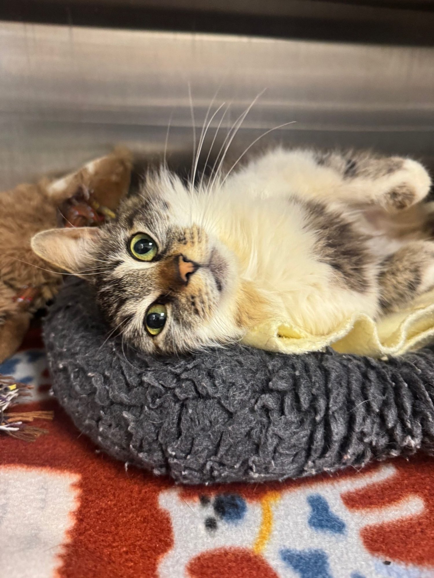 COCO CABANA - Domestic Medium Hair available for adoption