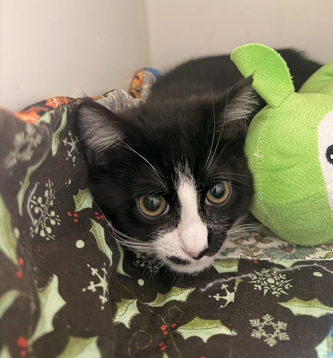 FAHEEM - Domestic Short Hair available for adoption