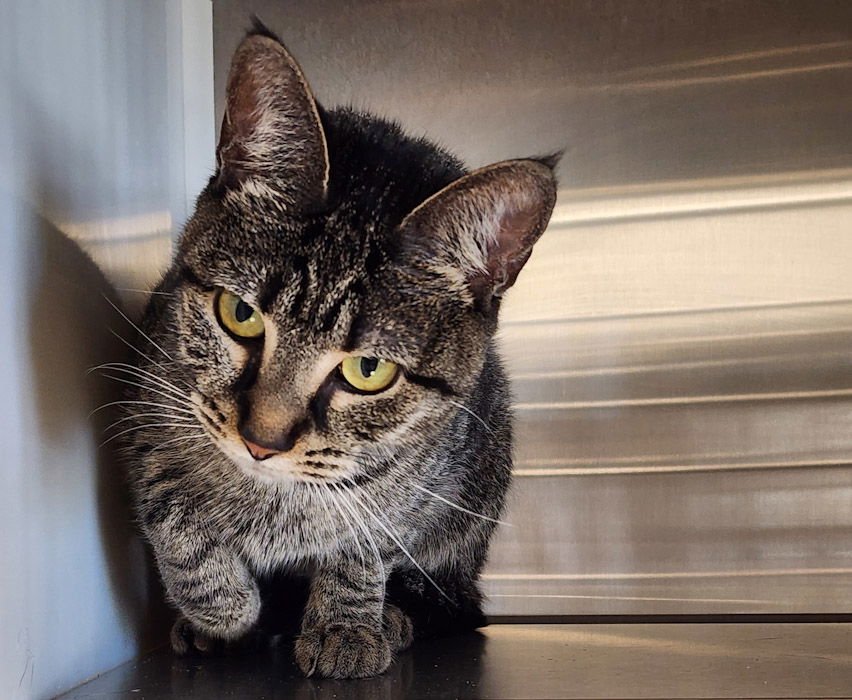 PEPPER - Domestic Short Hair available for adoption