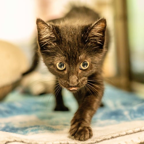 CARLO - Domestic Short Hair for adoption in Savannah