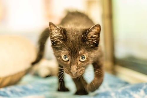 CARLO - Domestic Short Hair available for adoption