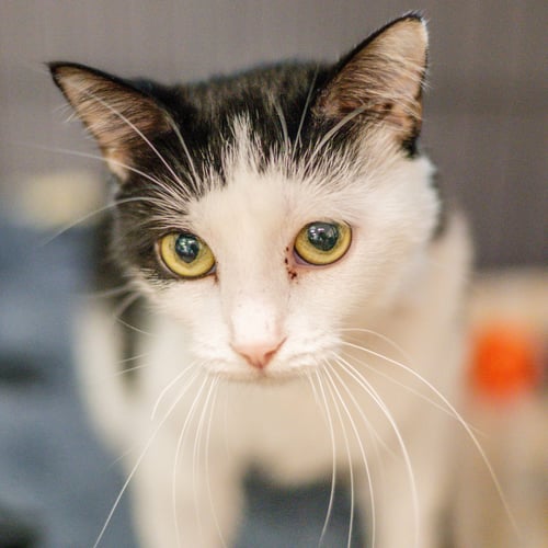 STRUDEL - Domestic Short Hair available for adoption