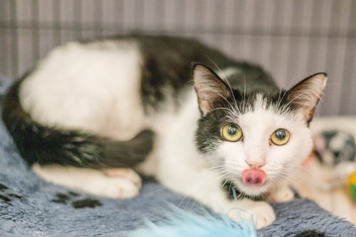 STRUDEL - Domestic Short Hair available for adoption