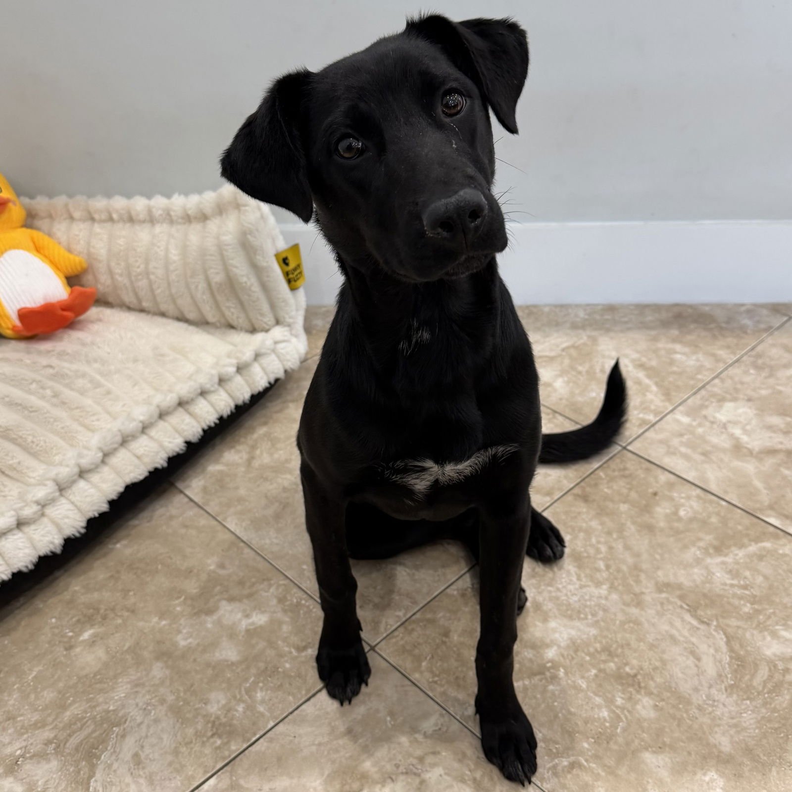 ASHLEY - Hound available for adoption