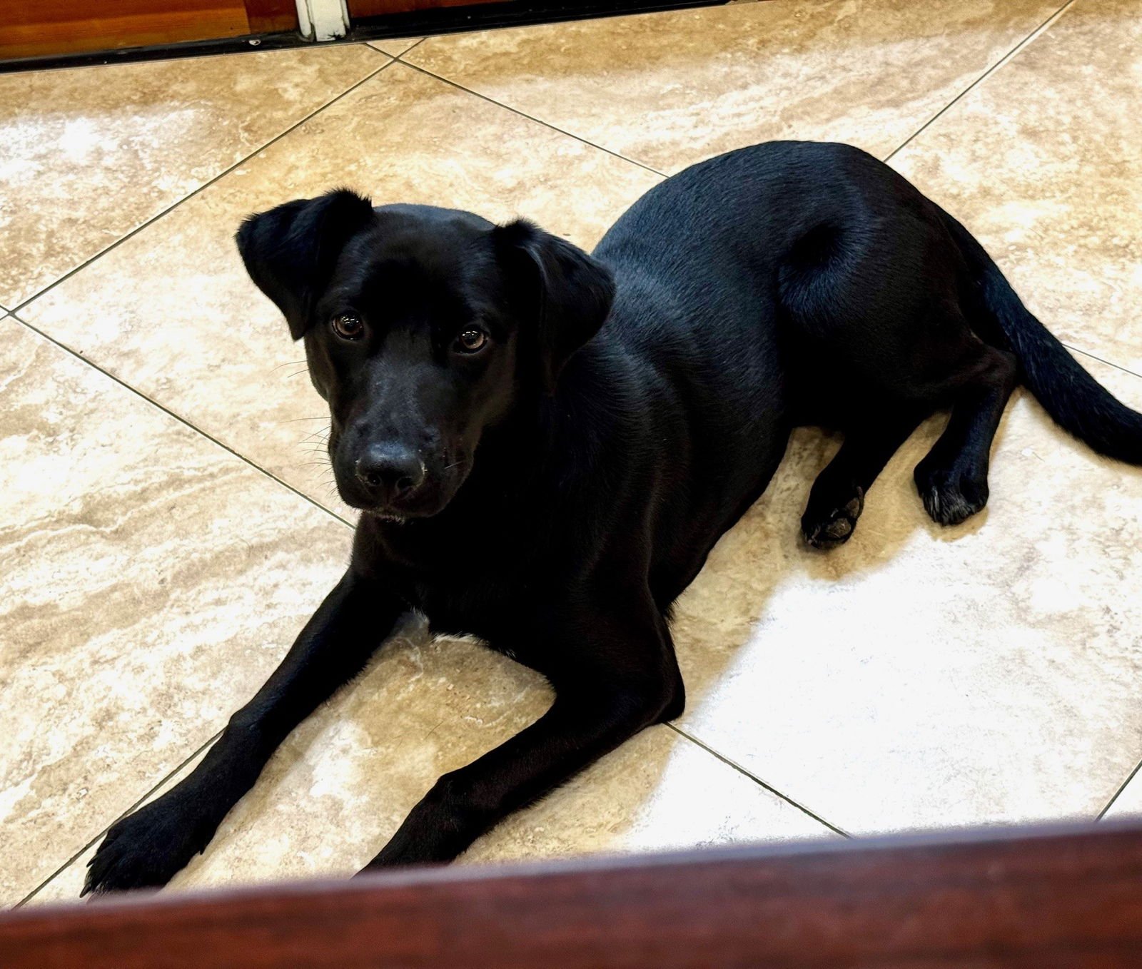 ASHLEY - Hound available for adoption