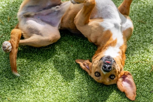 BREWSTER - Hound available for adoption