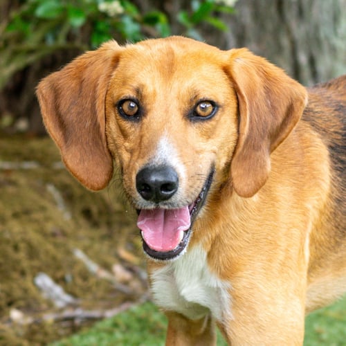 BREWSTER - Hound for adoption in Savannah