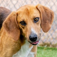 Brewster - Photo 3