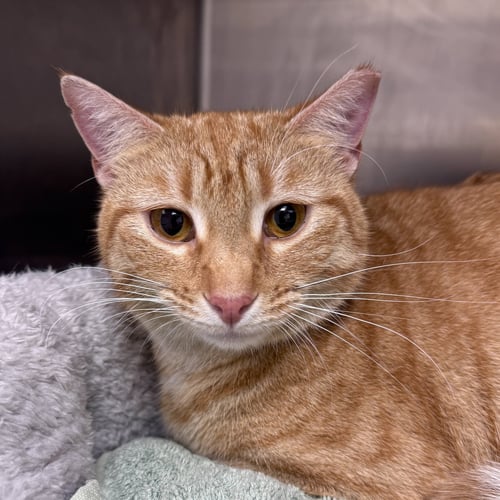 BLOSSOM - Domestic Short Hair available for adoption