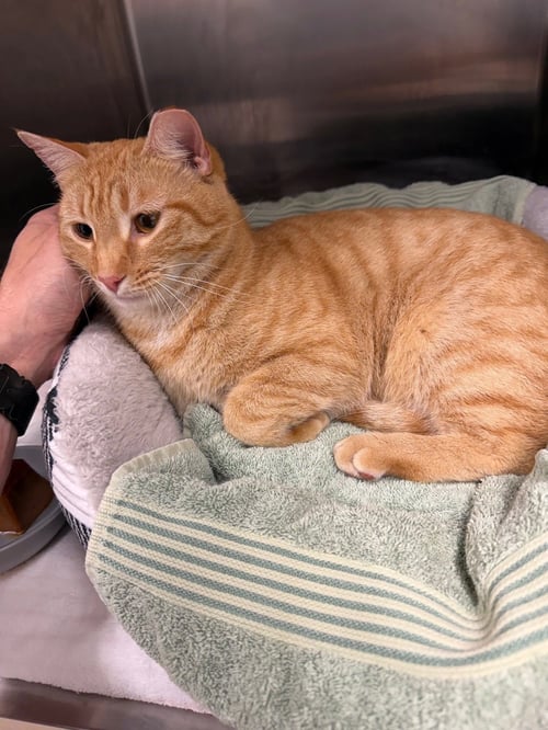 BLOSSOM - Domestic Short Hair available for adoption