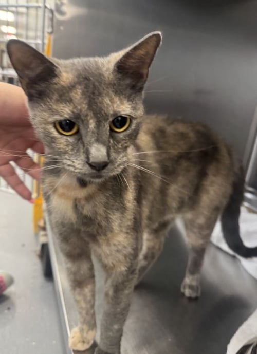 TART - Domestic Short Hair available for adoption