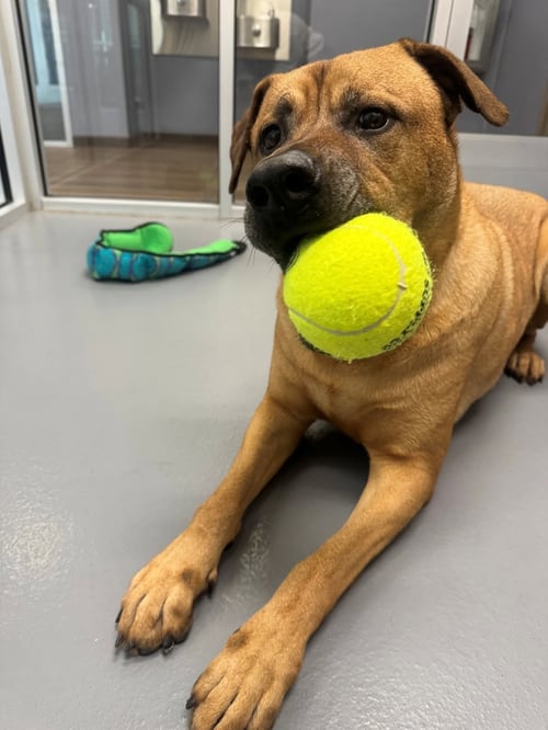 GUS - Black Mouth Cur available for adoption
