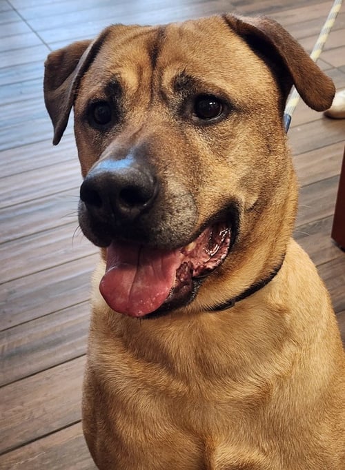 GUS - Black Mouth Cur available for adoption
