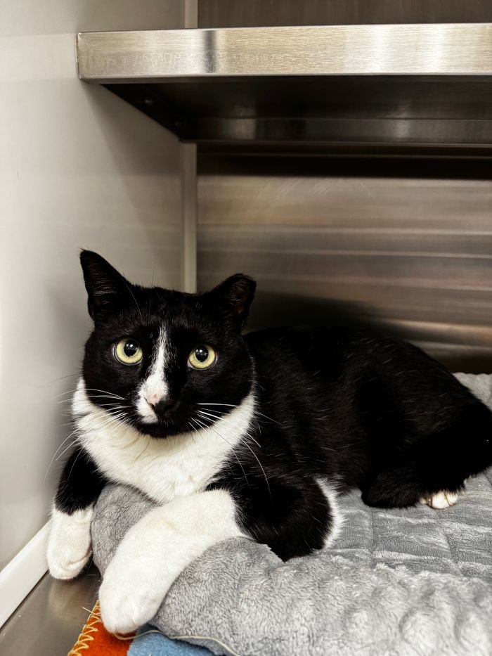 MR VALENTINE - Domestic Short Hair available for adoption