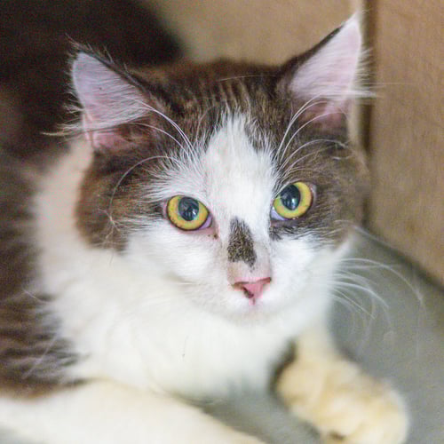 POLLY POCKET - Domestic Short Hair available for adoption