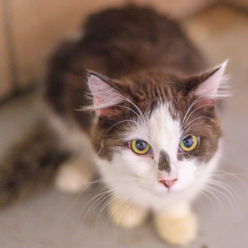 POLLY POCKET - Domestic Short Hair available for adoption