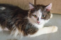 Polly Pocket - Photo 3