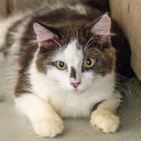 Polly Pocket - Photo 4