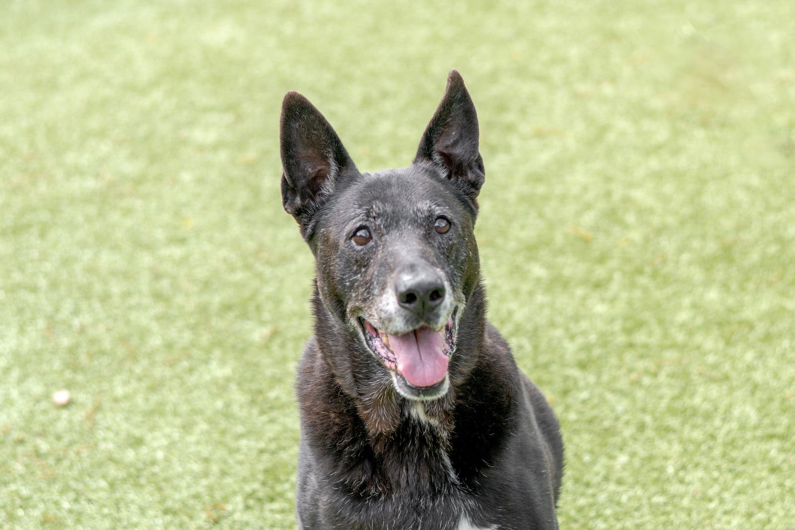 CYRUS - Labrador Retriever available for adoption