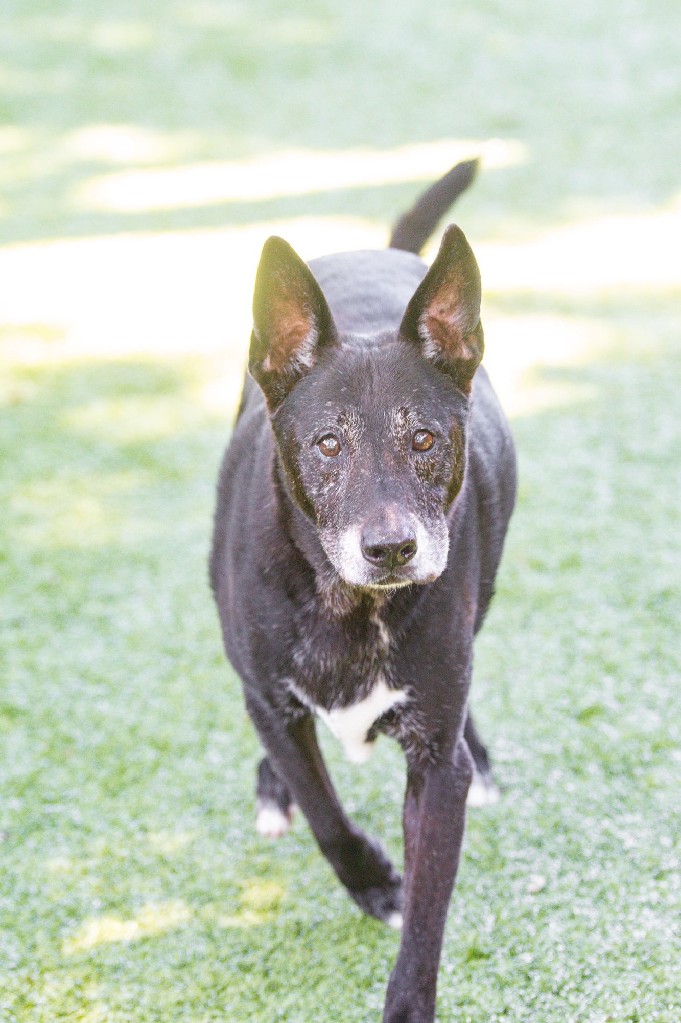 CYRUS - Labrador Retriever available for adoption