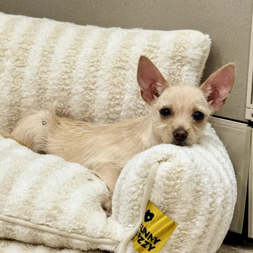 DIEGO - Chihuahua available for adoption