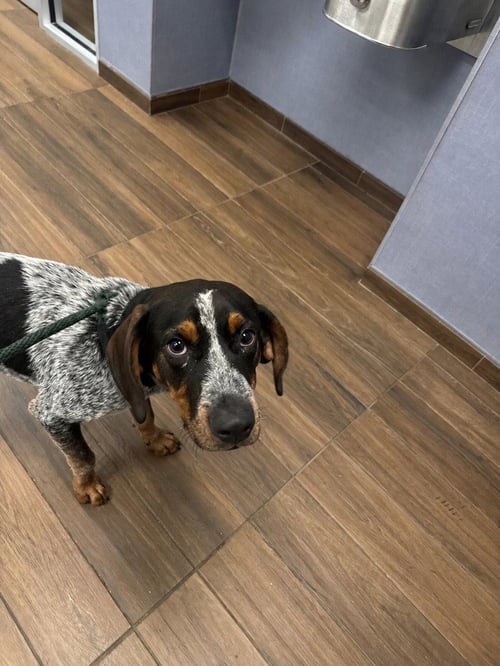 BO - Bluetick Coonhound available for adoption