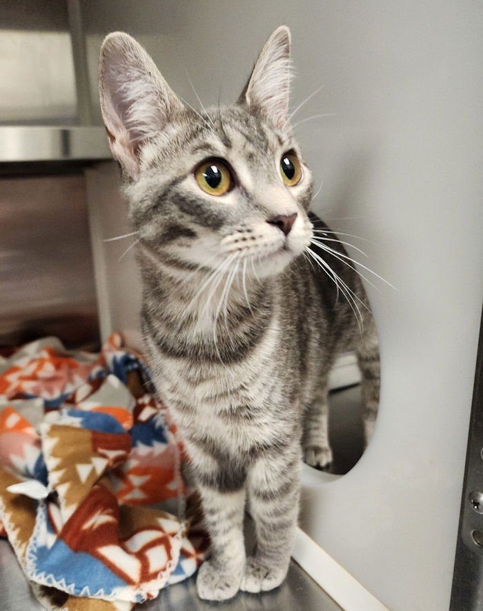 DAVINE - Domestic Short Hair available for adoption