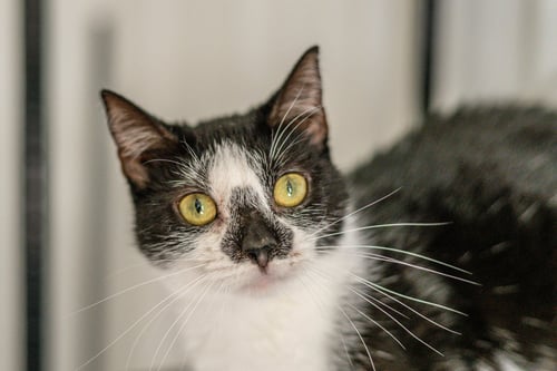 HERMIONE - Domestic Short Hair available for adoption