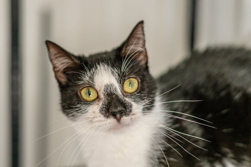 HERMIONE - Domestic Short Hair available for adoption