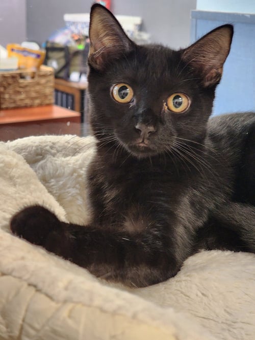 LUCAS - Domestic Short Hair available for adoption