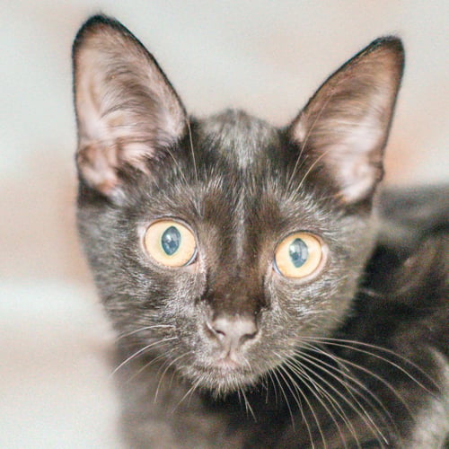LUCAS - Domestic Short Hair available for adoption