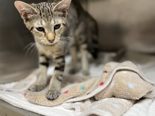 NEIL - Domestic Short Hair available for adoption