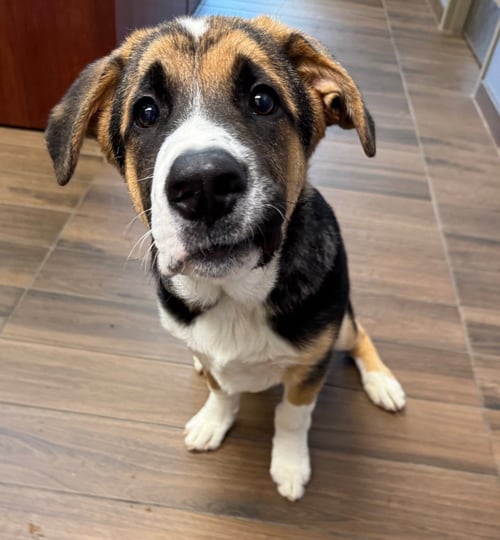 TUCKER - Saint Bernard available for adoption