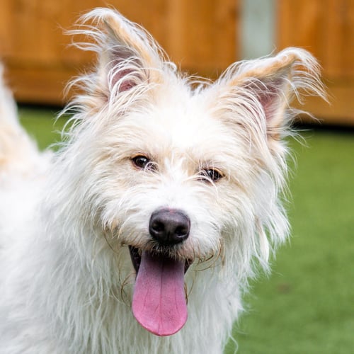 QUESO - Irish Terrier available for adoption