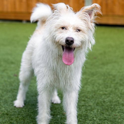 QUESO - Irish Terrier available for adoption