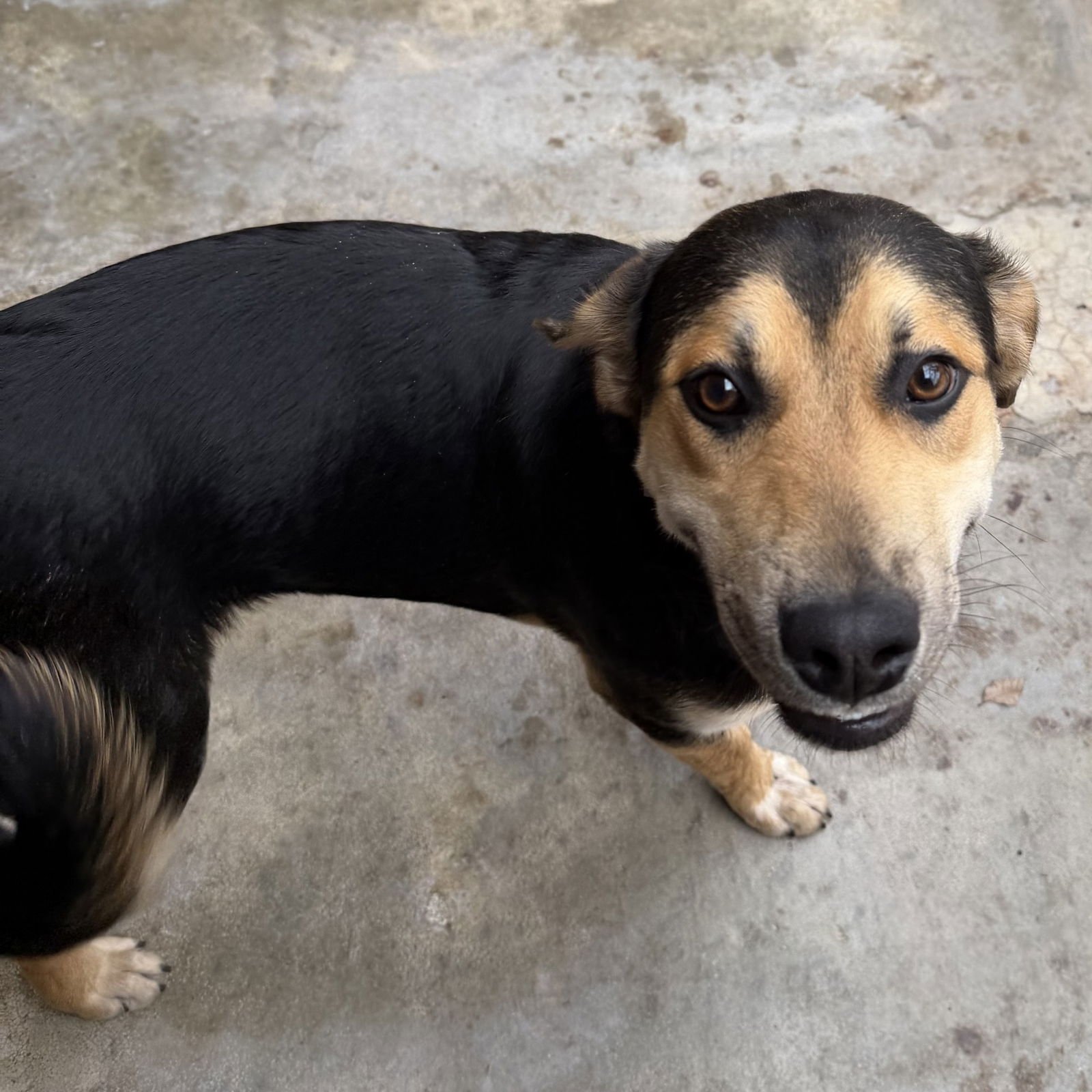 TRENT - Hound available for adoption