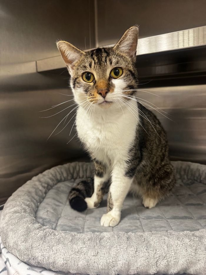 TITO - Domestic Short Hair available for adoption