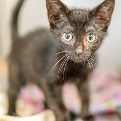 SOL - Domestic Medium Hair available for adoption