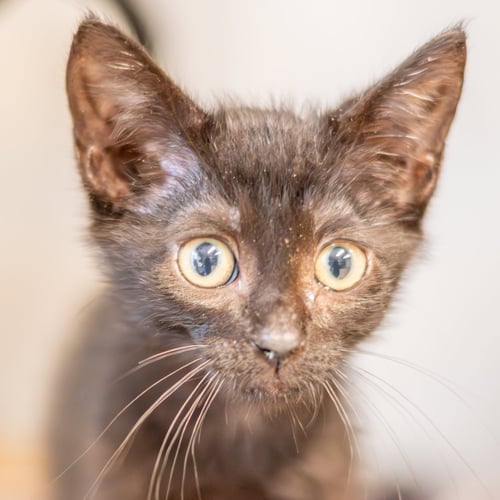 SOL - Domestic Medium Hair available for adoption