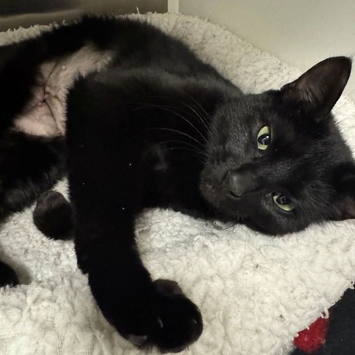 LADY CATTERLY - Domestic Short Hair available for adoption