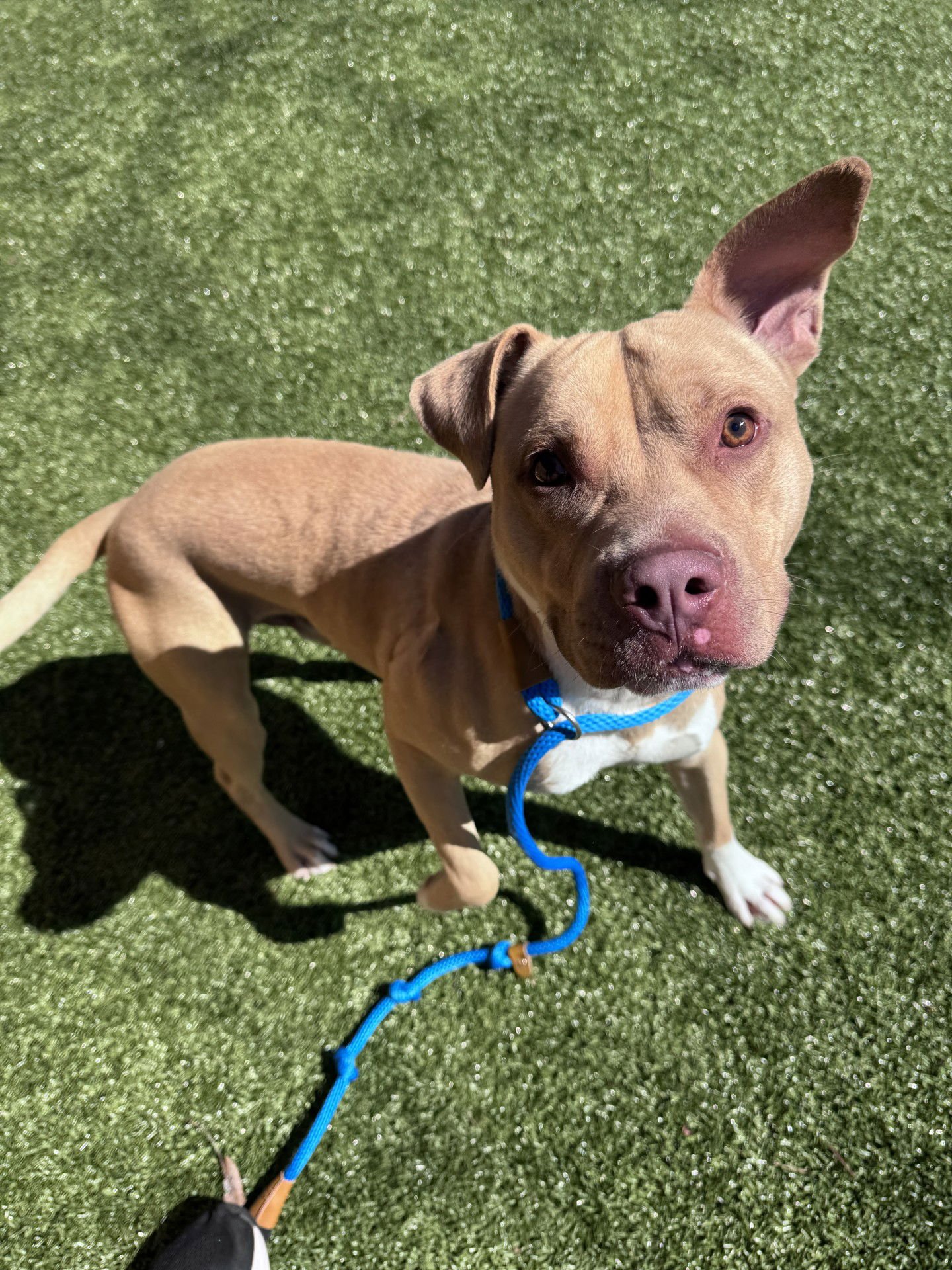 REUBEN - Terrier available for adoption